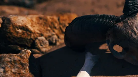 Bones and rocks found on sandy beach during the daytime at the ocean shore Stock Footage 340217824