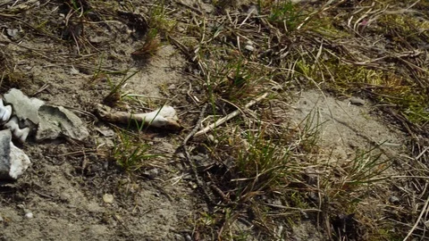 Bones and teeth are on the ground Stock Footage 128601287