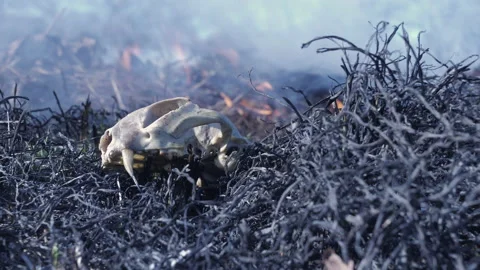 Bones of animals burned in a forest fire Video stock 137884611