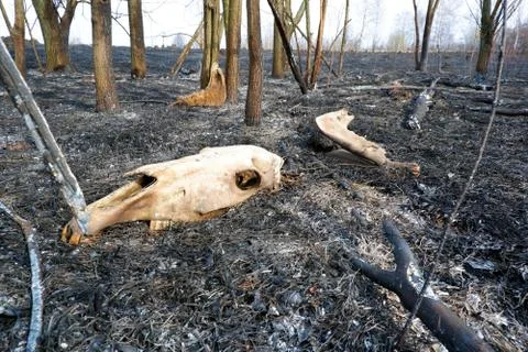 Bones of animals burned in a forest fire. Skull and jaw on burnt grass 스톡 사진