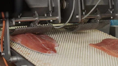 Bones are removed from fish in production Stock Footage 253542003
