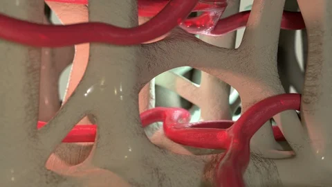 Bones Blood Supply 스톡 동영상 122504598