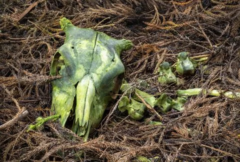 Bones of a bovine Stock Photos