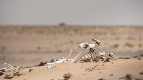 Bones of a Camel in Desert Stock Photos