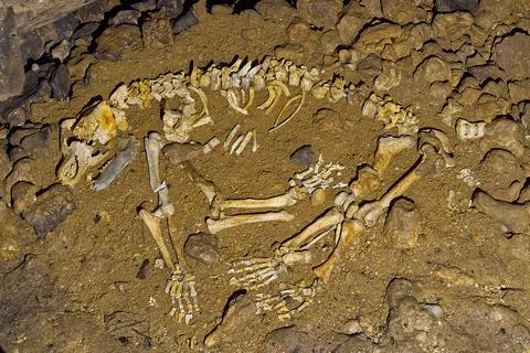 Bones of a cave bear skeleton. Cave bear skeleton. Ursus spelaeus. Stock Photos