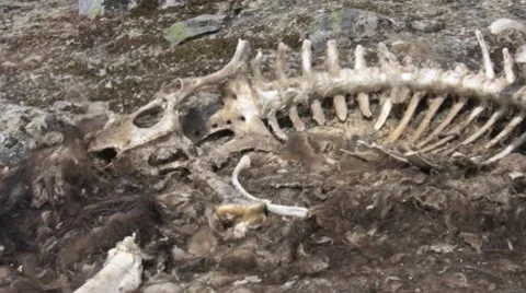 Bones of dead Muskox Stock Footage