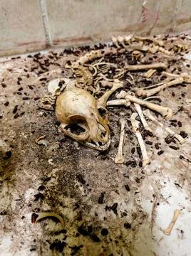 Bones of dead unknown animal Stock Photos