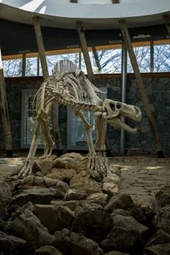 Bones Of Dinosaur Tyrex In Sataplia Excursion Stock Photos