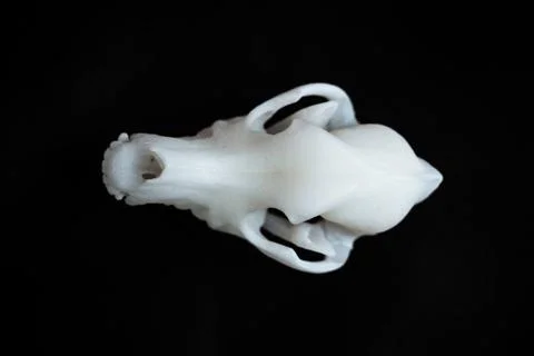 Bones from a dog with black background Stock Photos