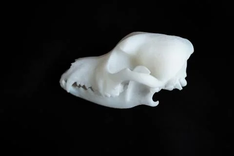 Bones from a dog with black background Stock Photos