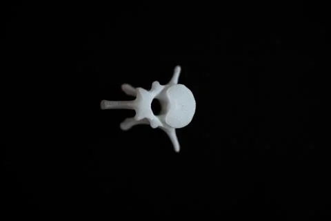 Bones from a dog with black background Stock Photos