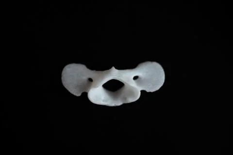 Bones from a dog with black background Stock Photos