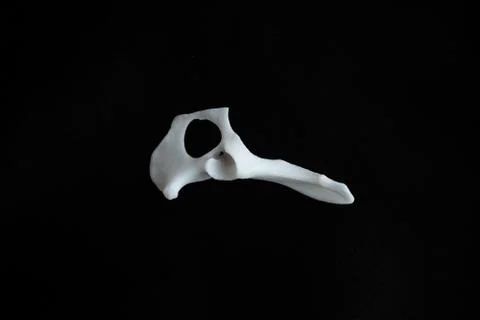 Bones from a dog with black background Stock Photos