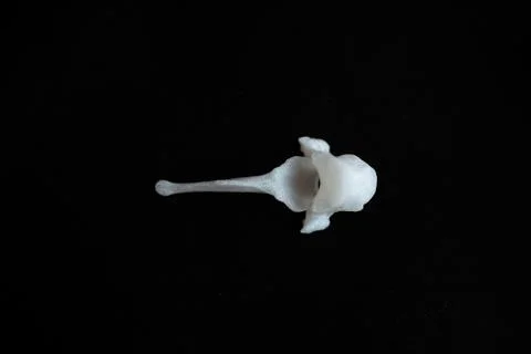 Bones from a dog with black background Stock Photos