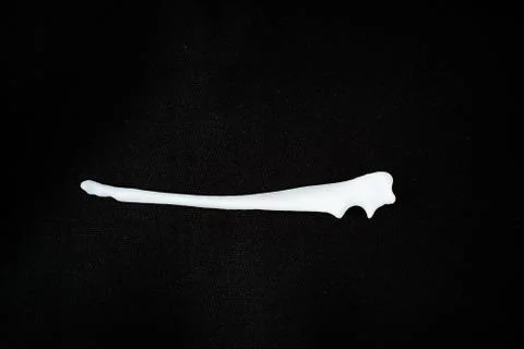 Bones from a dog with black background Stock Photos