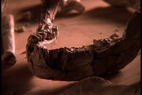 Bones of early man, pan jaw bone, pelvis and knee socket Stock Footage 86752364