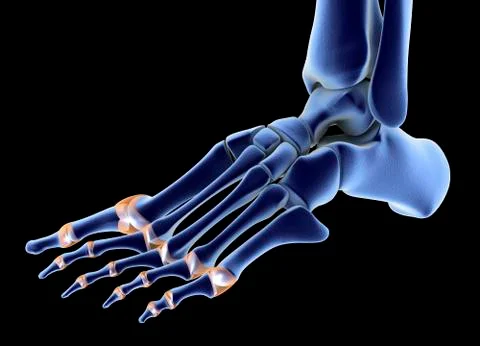 The bones of the foot Stock Illustration