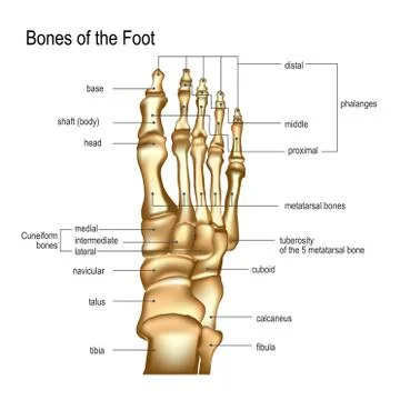 Bones the of foot Stock Illustration