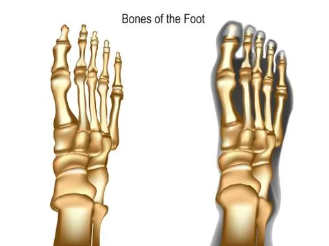 Bones the of foot Stock Illustration