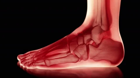 Bones of the Foot, Loop, 4k - Ultra HD. Stock Footage 60594630