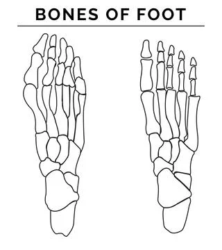 Bones of foot vector illustration Stock Illustration