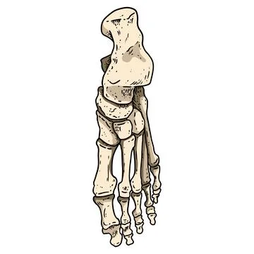 Bones of a human foot. Skeleton part anatomy lineart style image. Vector stoc Illustrazione stock