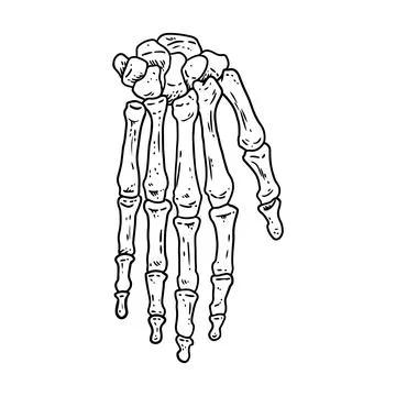 Bones of a human hand. Skeleton part anatomy lineart style image. Vector stoc Stock Illustration
