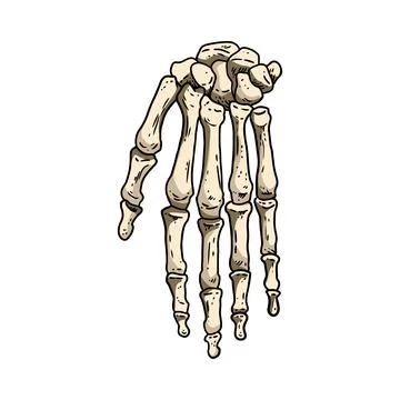 Bones of a human hand. Skeleton part anatomy lineart style illustration. Vect Stock Illustration