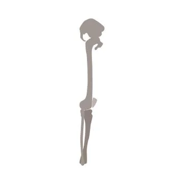 Bones of human leg vector flat illustration isolated on white background. Stock Illustration