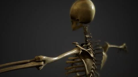 Bones of the Human skeleton Stockillustratie