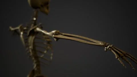 Bones of the Human skeleton Stockillustratie
