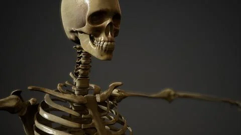 Bones of the Human skeleton Stockillustratie