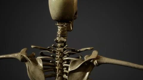 Bones of the Human skeleton Stockillustratie