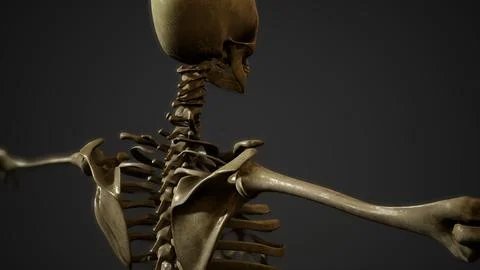 Bones of the Human skeleton Stockillustratie