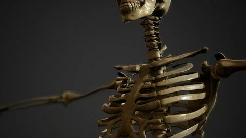 Bones of the Human skeleton Stockillustratie