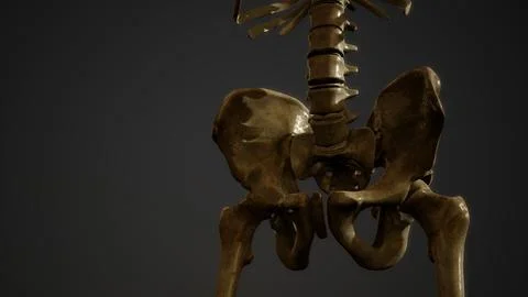 Bones of the Human skeleton Stockillustratie