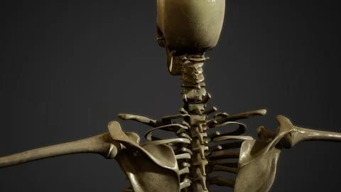 Bones of the Human skeleton Stockillustratie