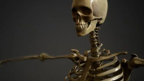 Bones of the Human skeleton Stockillustratie