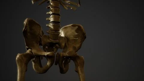 Bones of the Human skeleton Stockillustratie