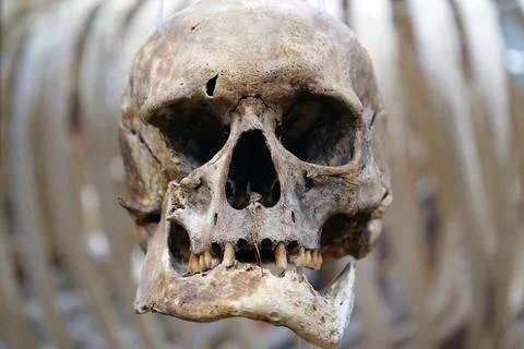 Bones of human skull. Human skull. Face of death Fotos de archivo