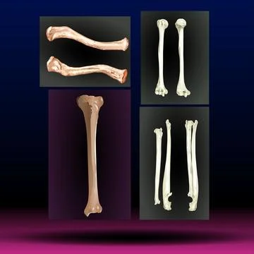 Bones Stock Illustration