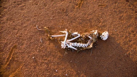 Bones of a Kangaroo lay amongst the Australian outback dirt. Stock Footage 136022241