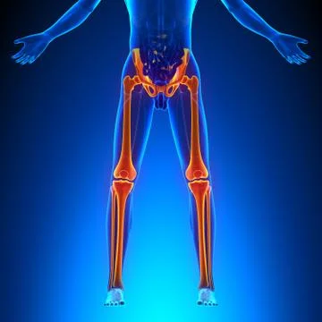 Bones Legs Anatomy Stock-Illustration