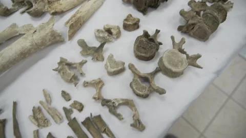 Bones of missing people in the Committee For the Missing in Cyprus Stock Footage 144069450