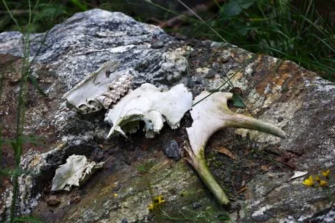 The bones of a moose in the forest Stock Photos