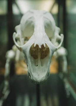 Bones in the museum Foto stock