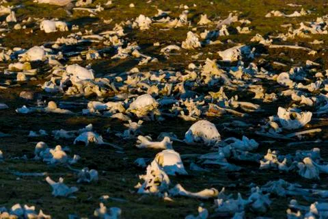 Bones at open-air Stock Photos