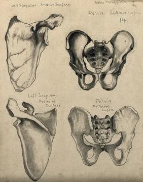 Bones of the pelvis and scapula: four figures. Pencil and chalk drawing by .. Stock Illustration