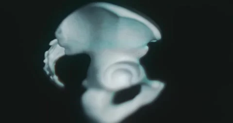 Bones of the pelvis from different views Stock Footage 313623294