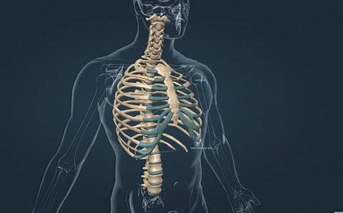 The bones of the rib cage are the thoracic vertebrae, twelve pairs of ribs,.. Stock Illustration